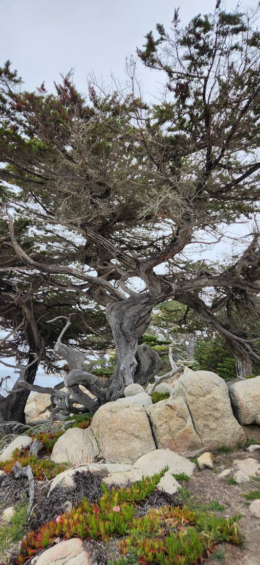 Monterey, Carmel & Big Sur