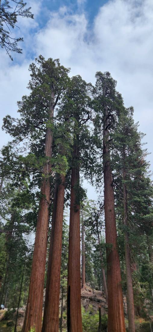 Sequoia & Kings Canyon