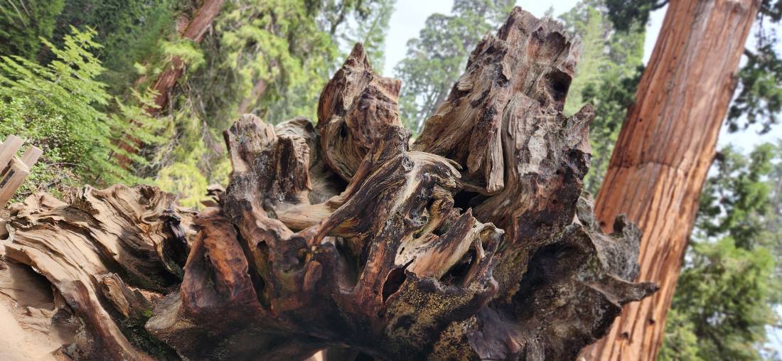 Sequoia & Kings Canyon