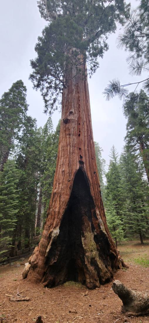 Sequoia & Kings Canyon