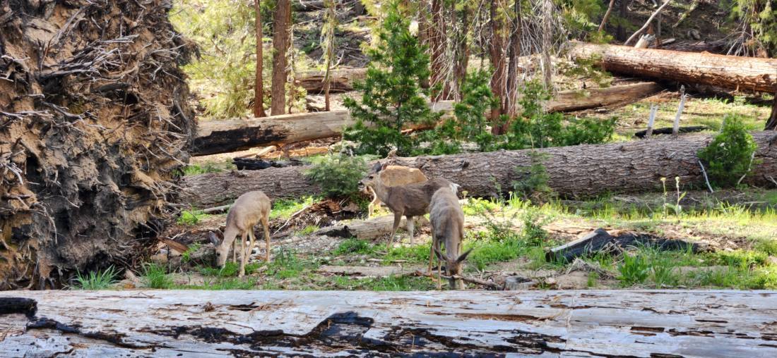Yosemite