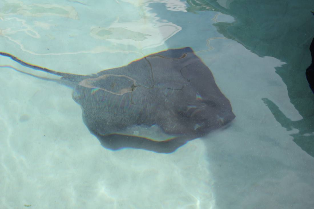 The Interactive Aquarium & the dolphins