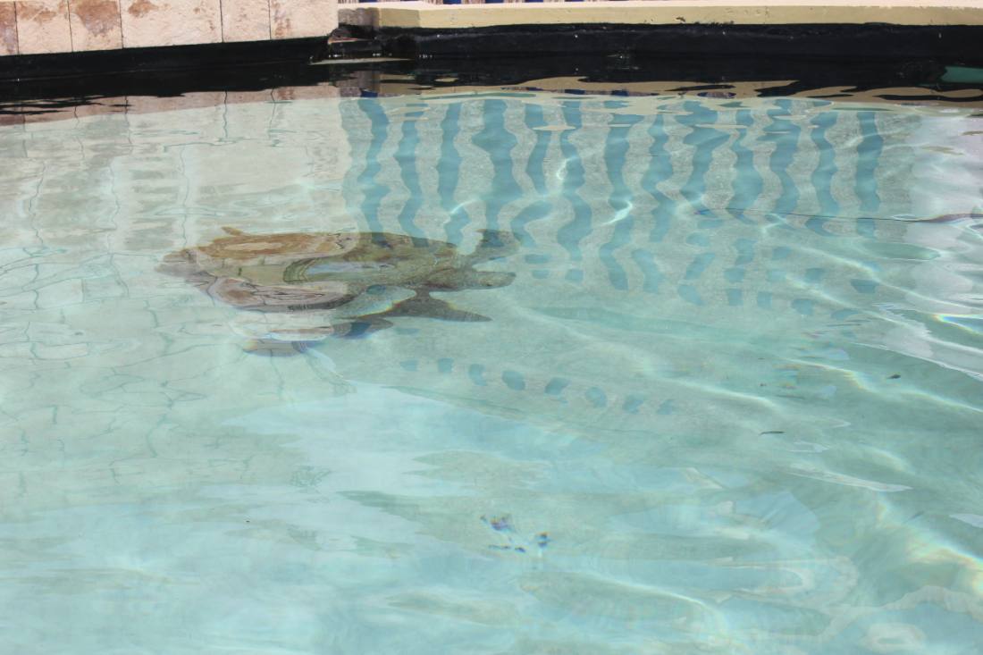 The Interactive Aquarium & the dolphins