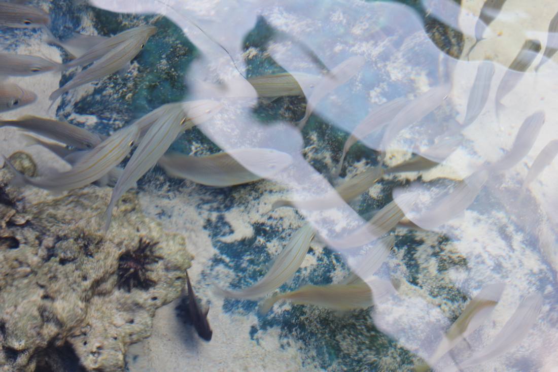 The Interactive Aquarium & the dolphins
