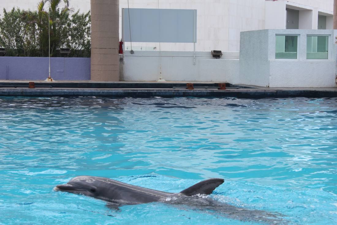 The Interactive Aquarium & the dolphins