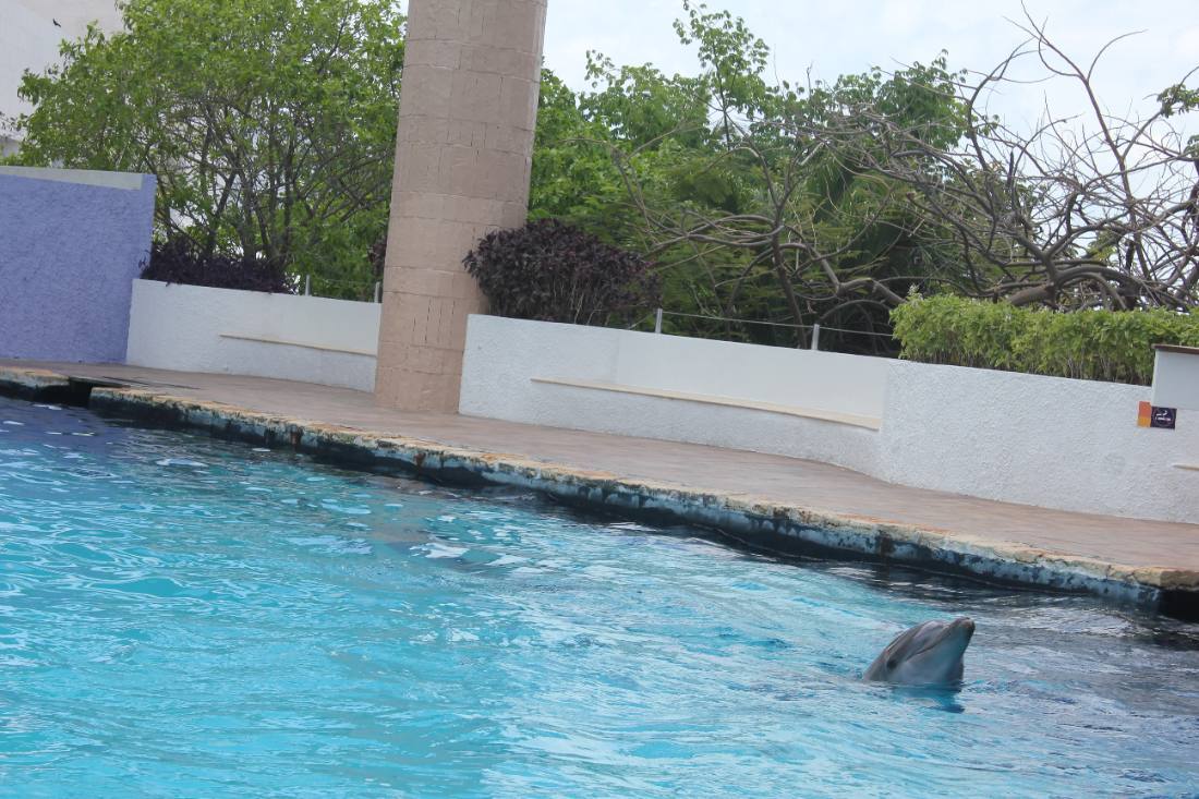 The Interactive Aquarium & the dolphins