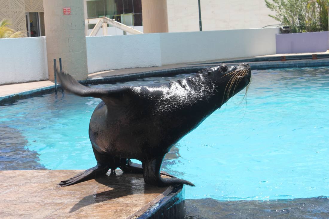 The Interactive Aquarium & the dolphins