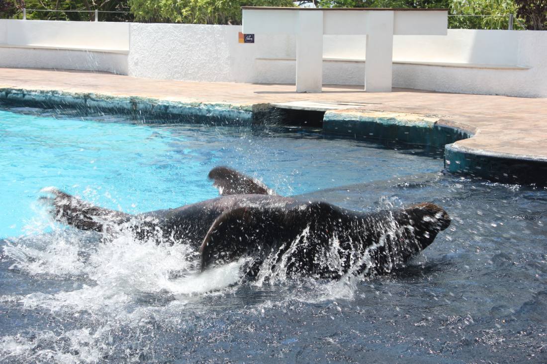 The Interactive Aquarium & the dolphins