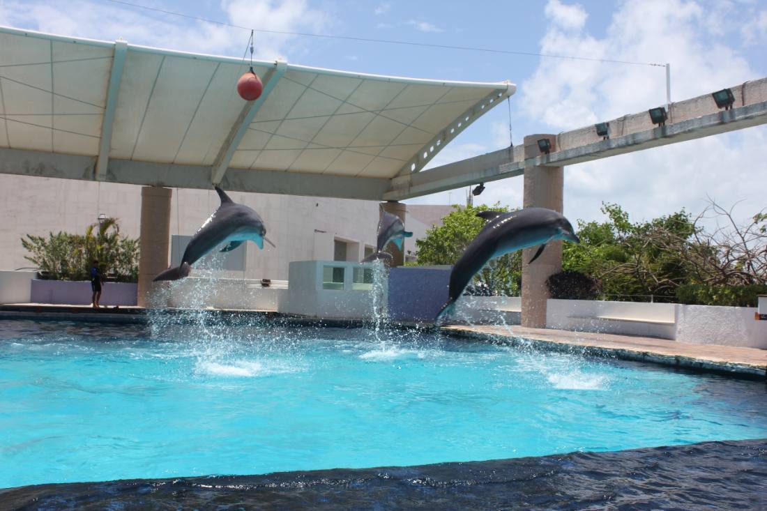 The Interactive Aquarium & the dolphins