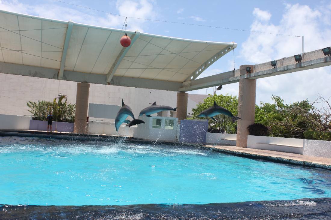 The Interactive Aquarium & the dolphins