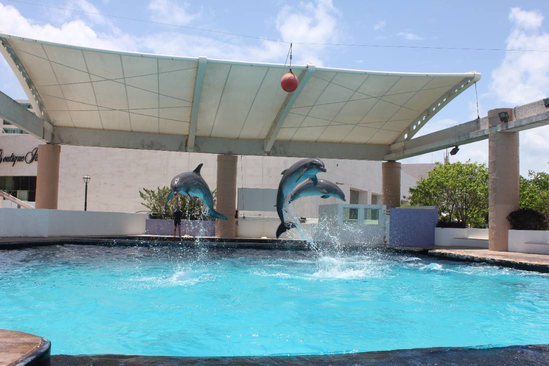 The Interactive Aquarium & the dolphins