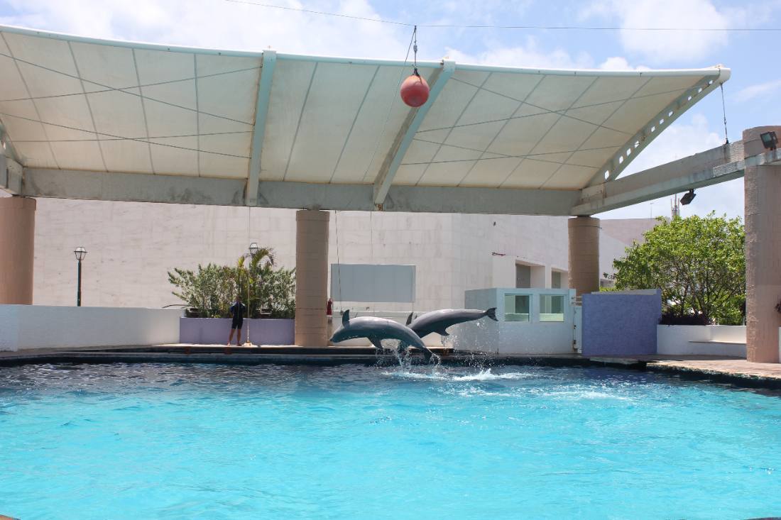 The Interactive Aquarium & the dolphins