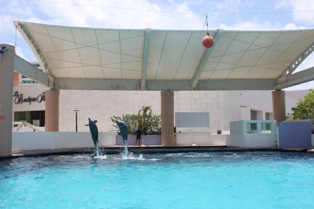 The Interactive Aquarium & the dolphins