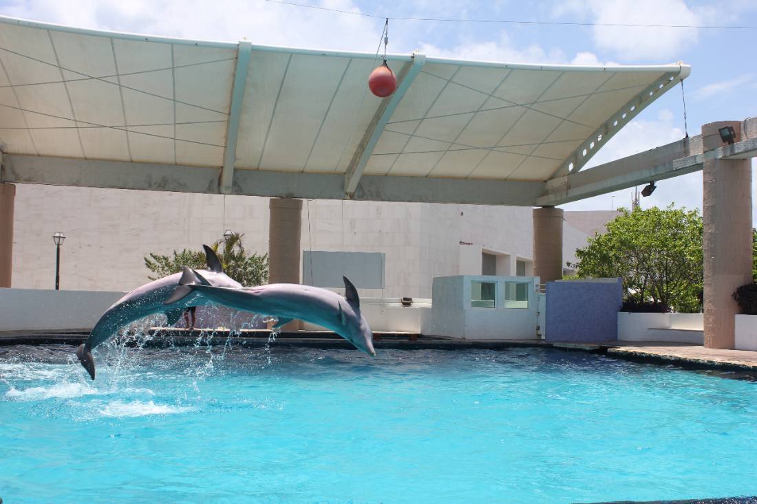 The Interactive Aquarium & the dolphins