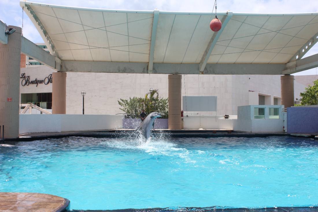The Interactive Aquarium & the dolphins