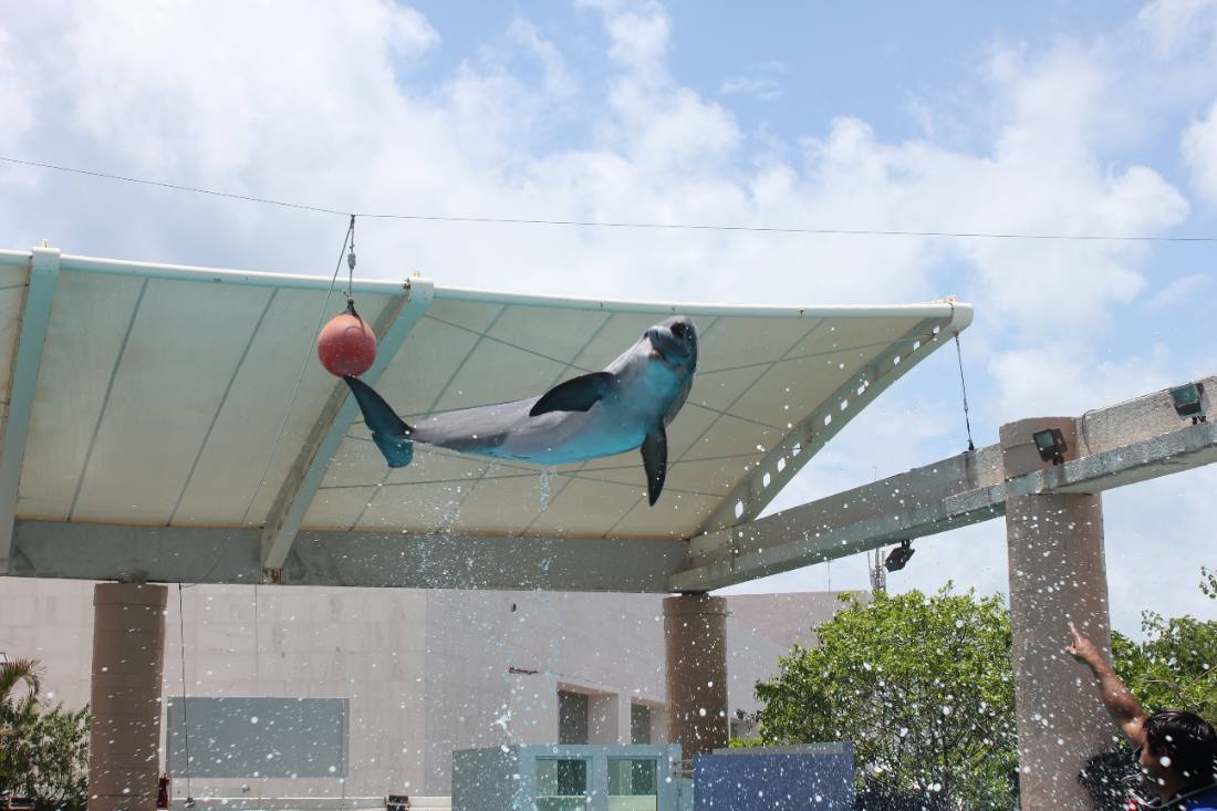 The Interactive Aquarium & the dolphins