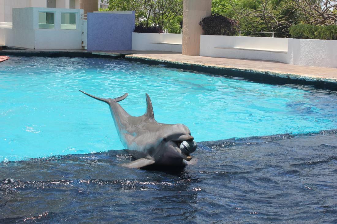 The Interactive Aquarium & the dolphins
