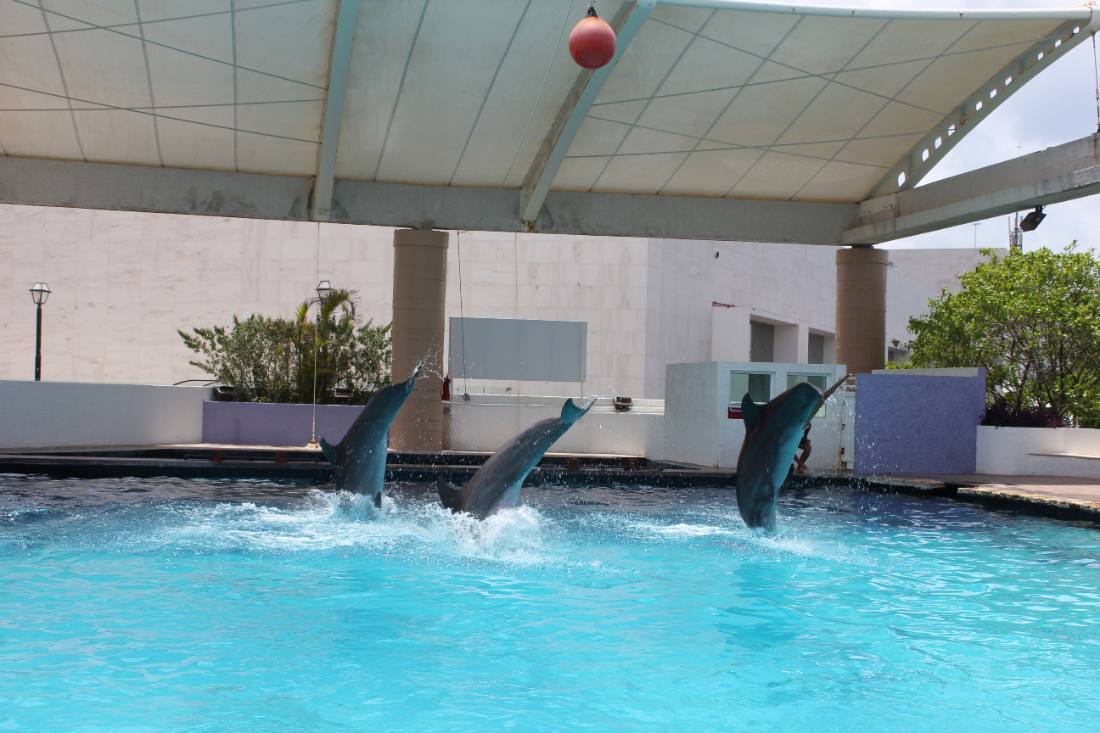 The Interactive Aquarium & the dolphins
