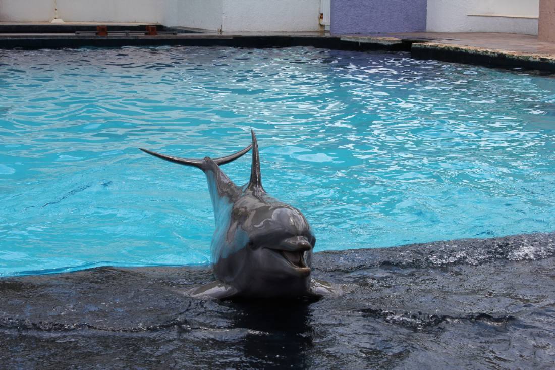 The Interactive Aquarium & the dolphins