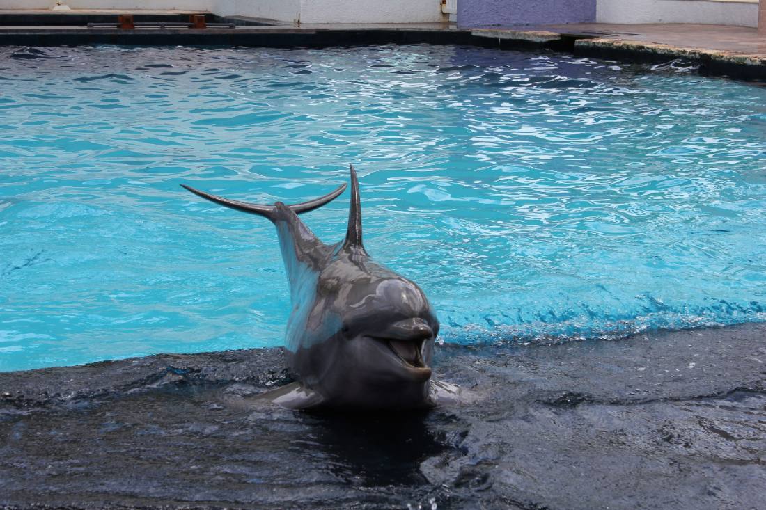 The Interactive Aquarium & the dolphins