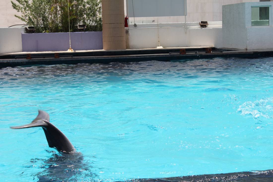 The Interactive Aquarium & the dolphins