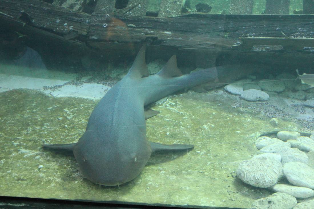 The Interactive Aquarium & the dolphins