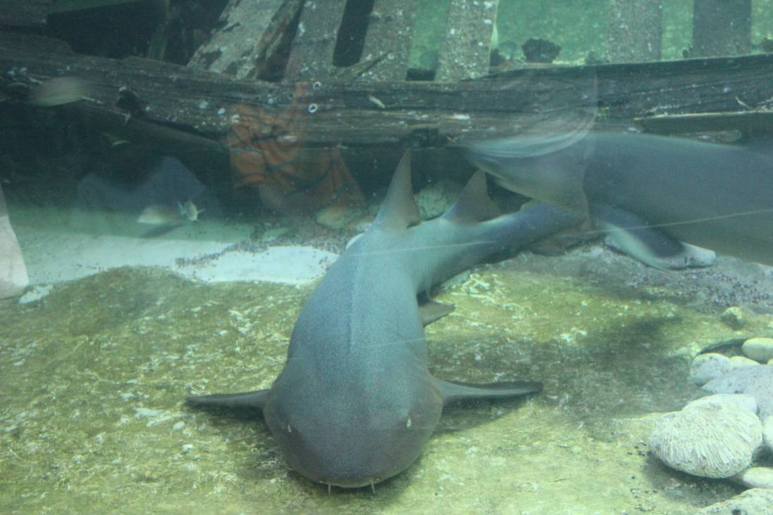 The Interactive Aquarium & the dolphins
