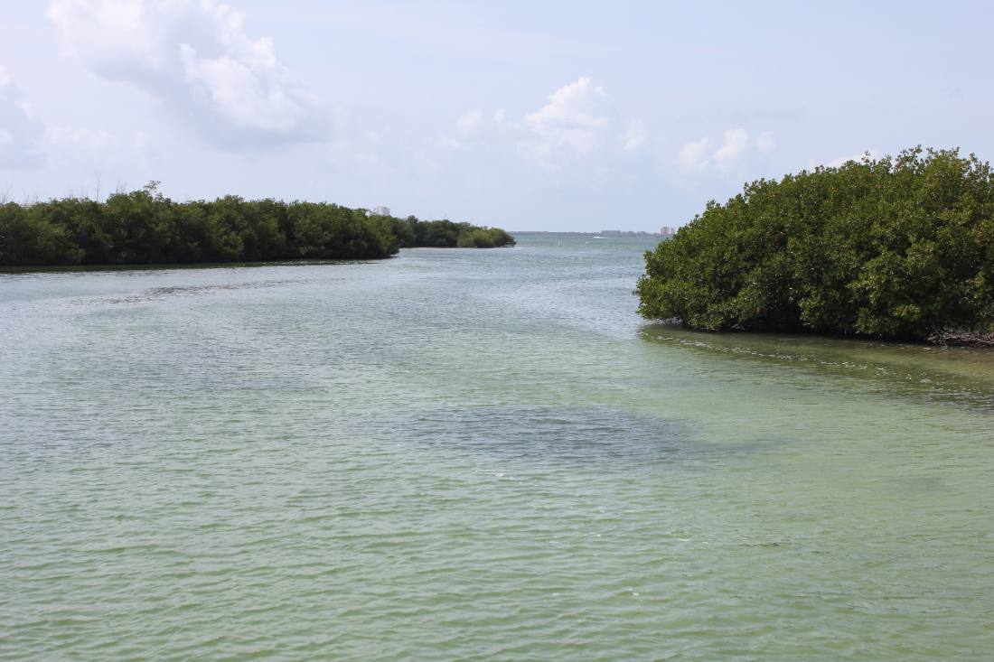 Mangroves, the lagoon & the reef