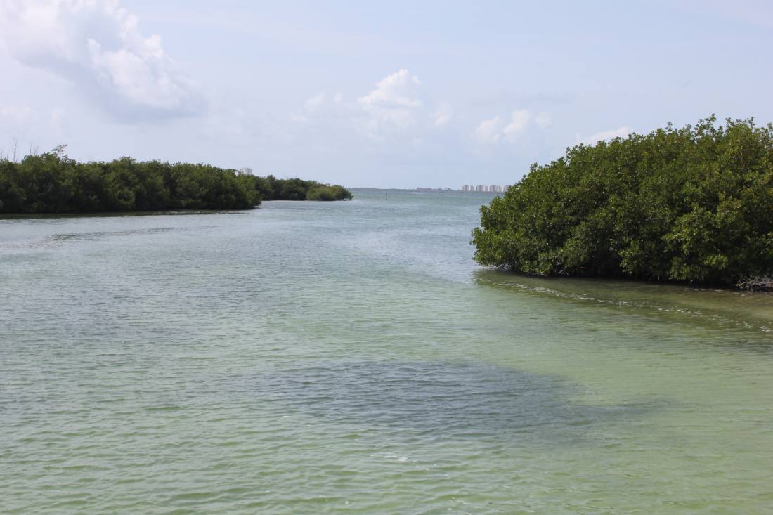 Mangroves, the lagoon & the reef
