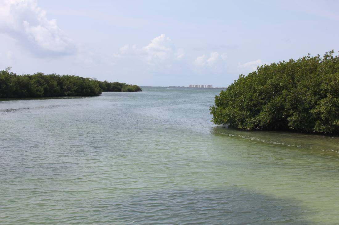 Mangroves, the lagoon & the reef