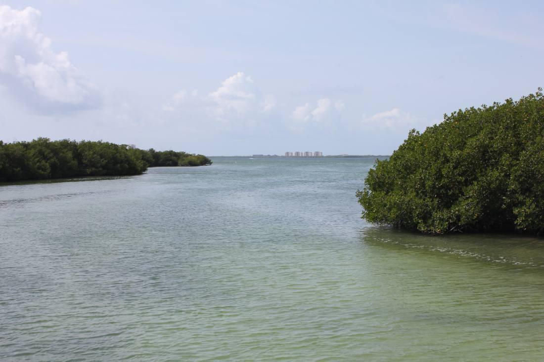 Mangroves, the lagoon & the reef