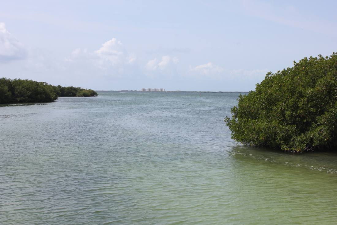 Mangroves, the lagoon & the reef