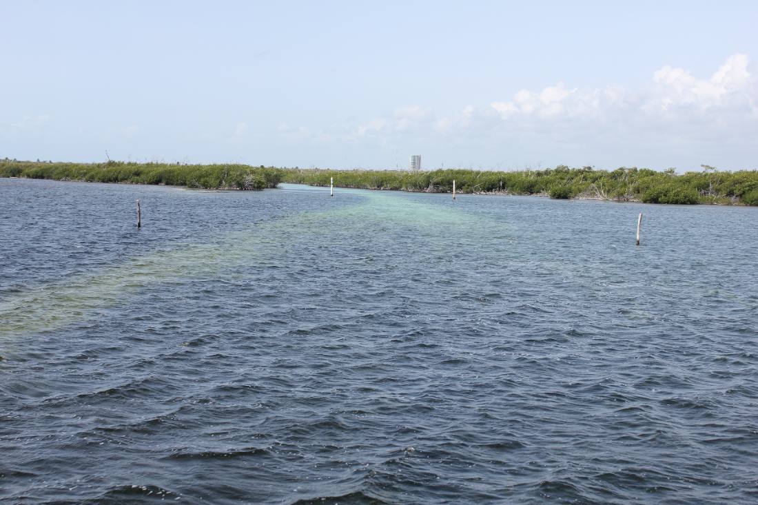 Mangroves, the lagoon & the reef