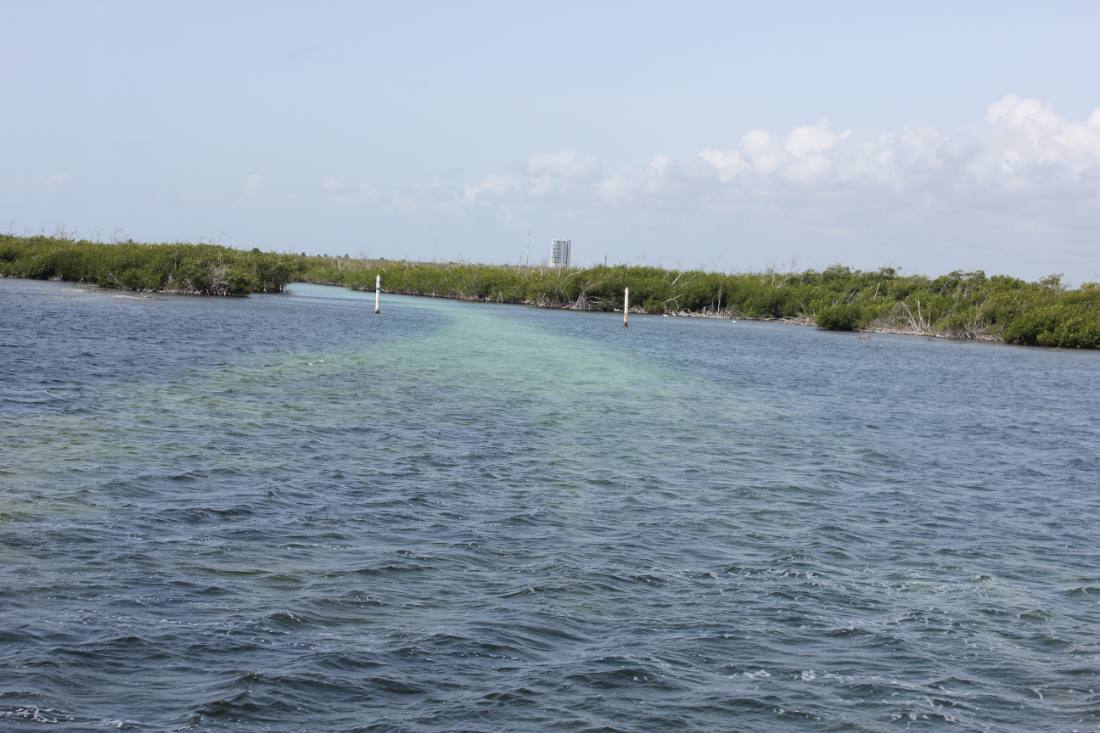 Mangroves, the lagoon & the reef