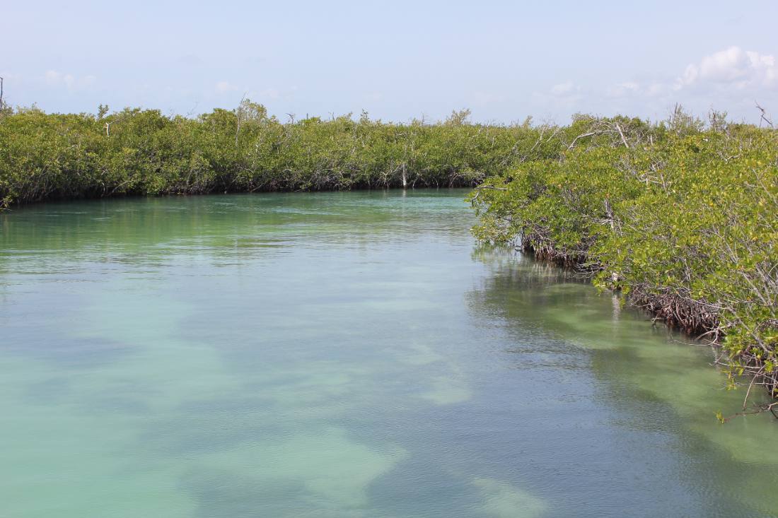Mangroves, the lagoon & the reef