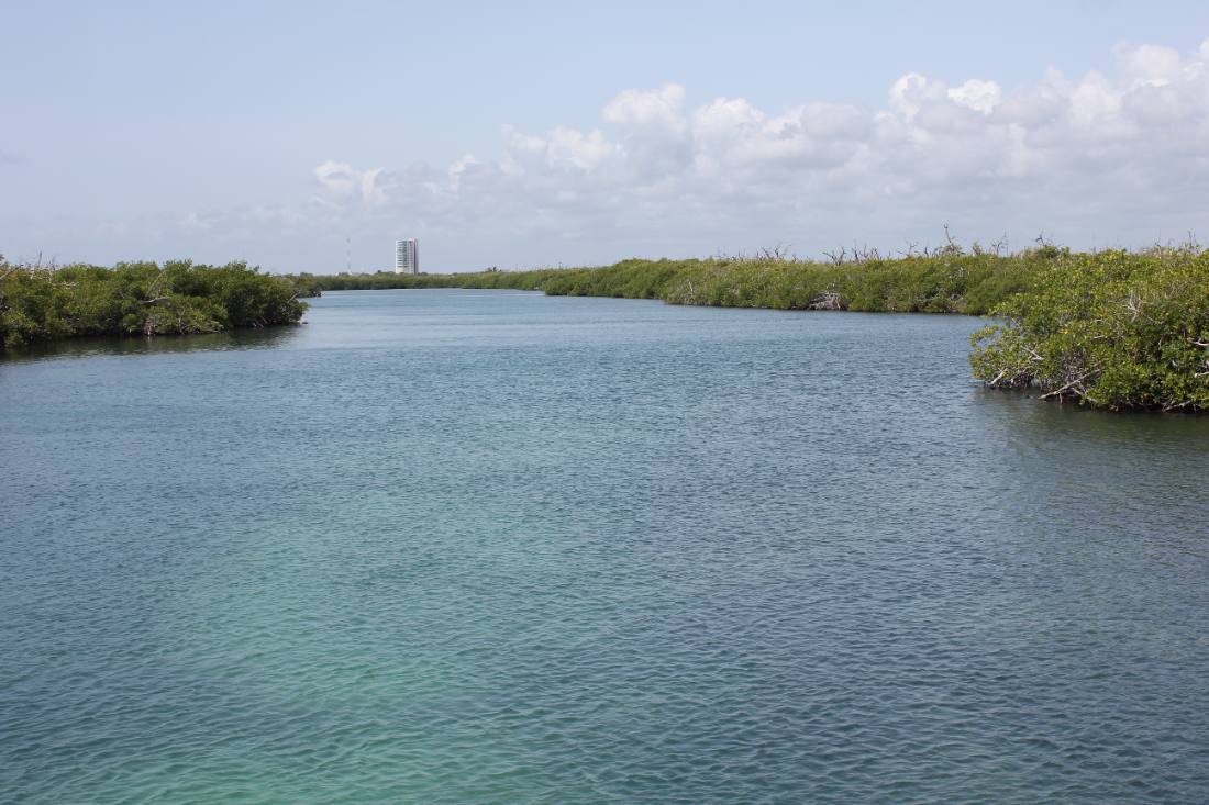 Mangroves, the lagoon & the reef