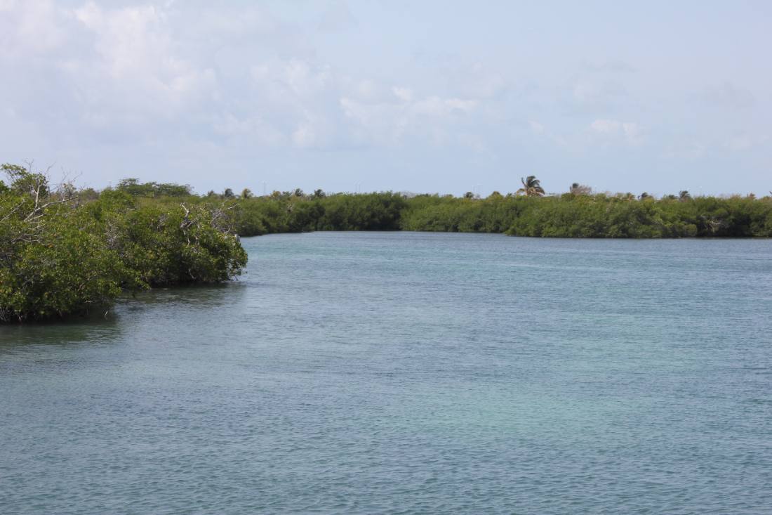 Mangroves, the lagoon & the reef