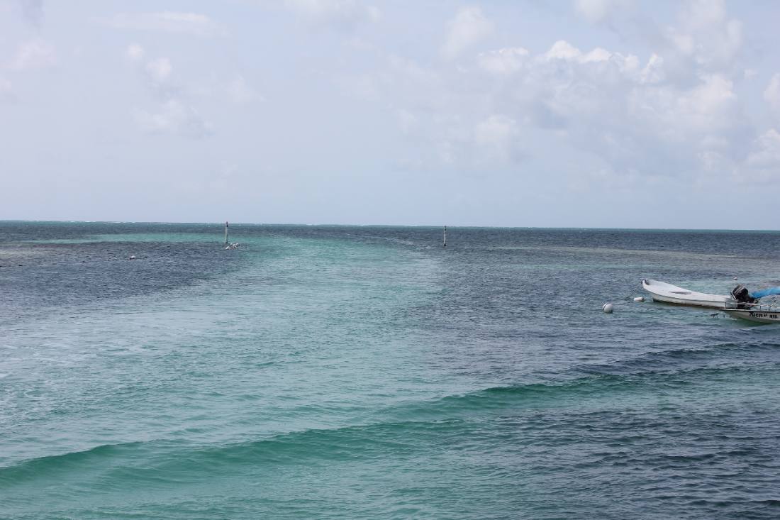 Mangroves, the lagoon & the reef