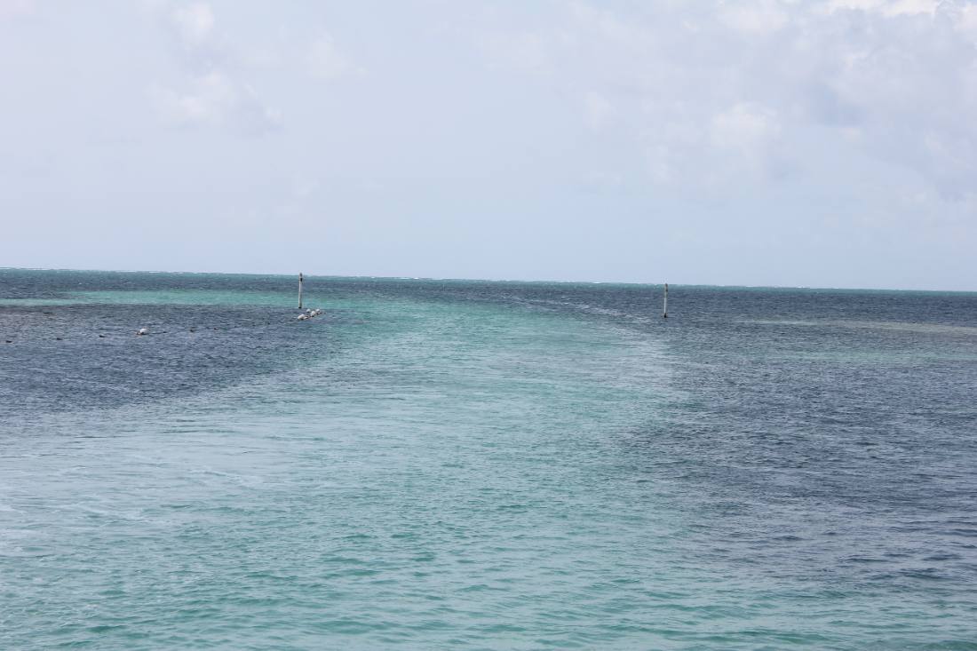 Mangroves, the lagoon & the reef