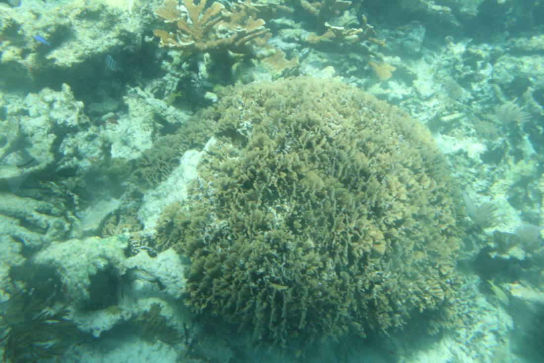 Mangroves, the lagoon & the reef