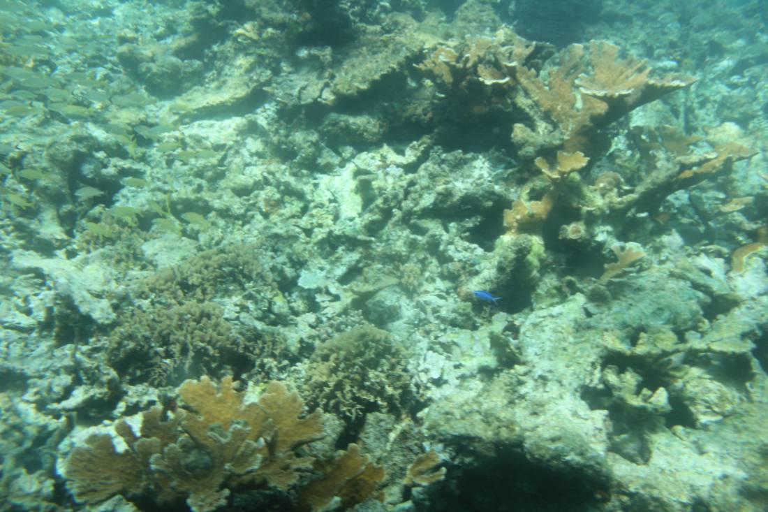Mangroves, the lagoon & the reef