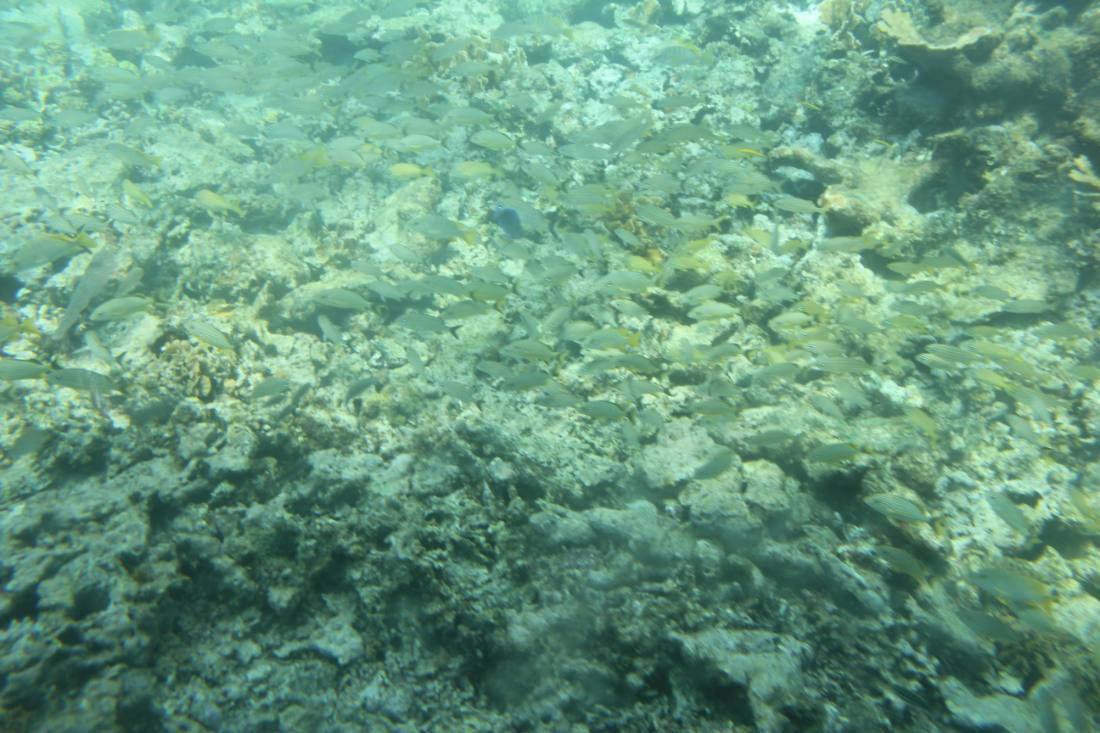 Mangroves, the lagoon & the reef