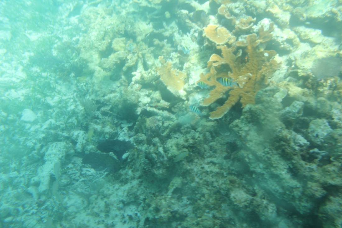 Mangroves, the lagoon & the reef