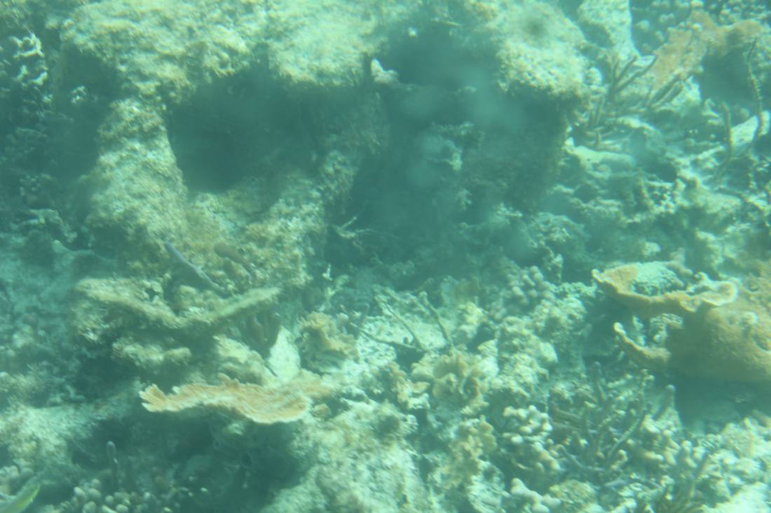 Mangroves, the lagoon & the reef