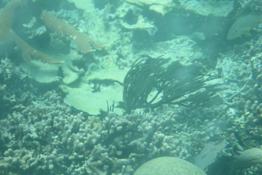 Mangroves, the lagoon & the reef