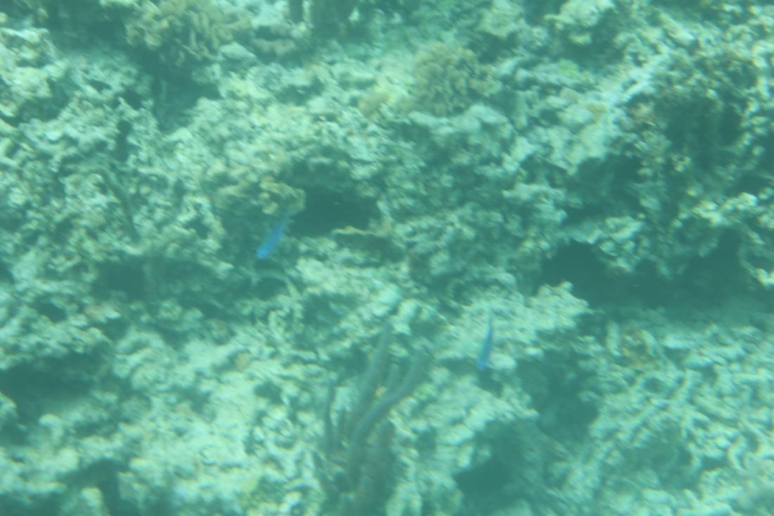 Mangroves, the lagoon & the reef