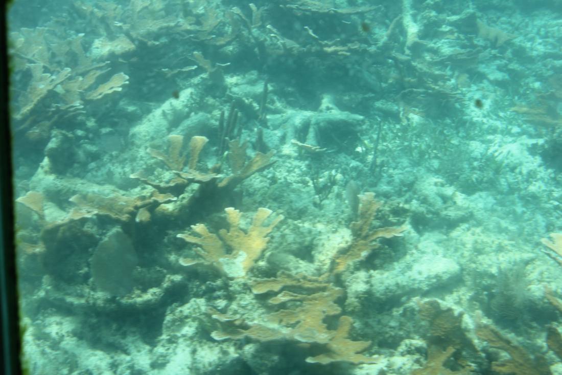 Mangroves, the lagoon & the reef