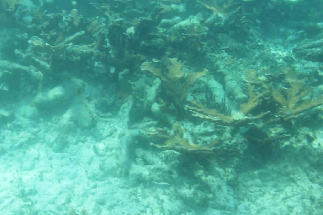 Mangroves, the lagoon & the reef