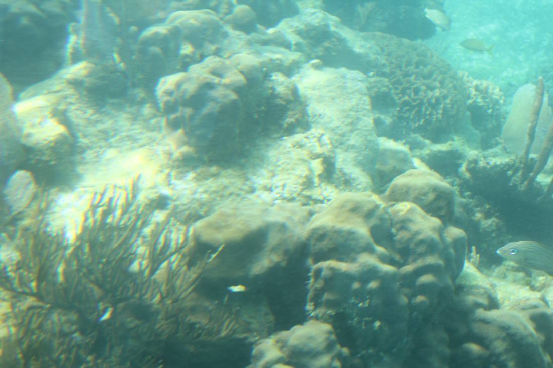 Mangroves, the lagoon & the reef