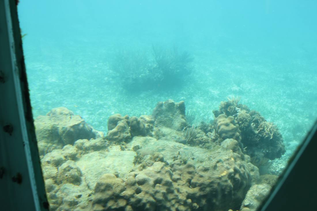 Mangroves, the lagoon & the reef